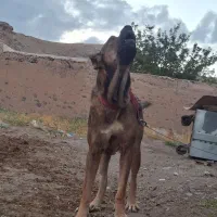 سگ سرابی