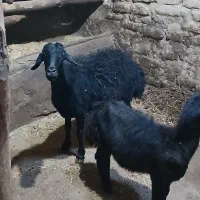 شیشک با بره نر|حیوانات مزرعه|شاهین دژ, |دیوار