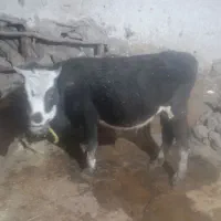 فروش گوساله سیمتال ۱۶ماهه