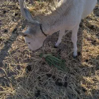 خر جوان|حیوانات مزرعه|شهرضا, |دیوار