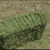 پرس یونجه چن ۴