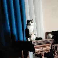 واگذاری گربه خانگی عقیم شده