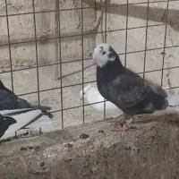 کبوتر