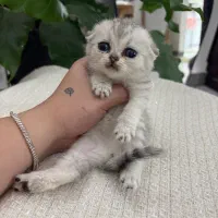 بچه گربه اسکاتیش و بریتیش|گربه|لاهیجان, شقایق|دیوار