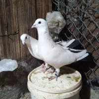 جفت دم سیاه گوگ