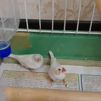 پرنده فنچ