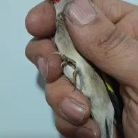 سهره نر|پرنده|کرج, ساماندهی|دیوار