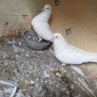 پرنده