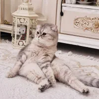 گربه اسکاتیش بریتیش ماده