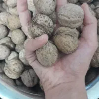 گردو با مزه