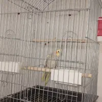 پرنده عروس هلندی|پرنده|ری, سیزده آبان|دیوار