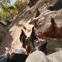 تخم مرغ محلی