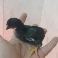 جوجه های یک روزه
