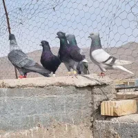 نر هوایی.|پرنده|مرودشت, کناره|دیوار