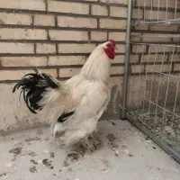 خروس برهما|حیوانات مزرعه|اردکان, |دیوار