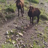 میش و بره سگ گوسفند قوچ