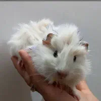 خوکچه هندی|موش و خرگوش|مشهد, شهرک شهید باهنر|دیوار