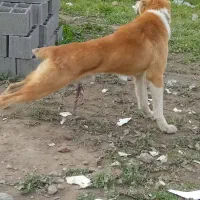 توله سگ الابای|سگ|بندر گز, |دیوار