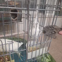 جفت عروس هلندی لوتینو و آلبینو باقفس و لونه کامل|پرنده|شیراز, نیستان|دیوار