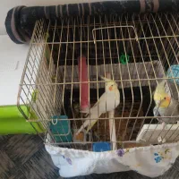 یک جفت عروس هلندی