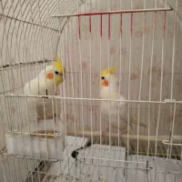 یک جفت عروس هلندی