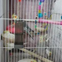 عروس هلندی