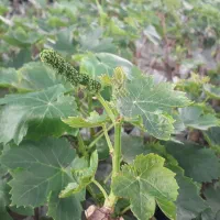 فروش نهال انگور موندراپ یا بلک ویلیام