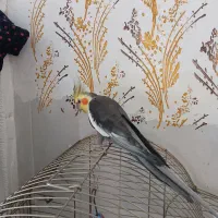 عروس