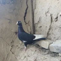 جوانه مینا سیاه
