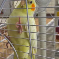 پرنده هلندی ۴ ماهه