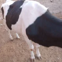 فروش گاو آمریکایی معاوضه با موتور شکاری