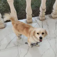 سگ اهلی شناسنامه دار واکسن زده|سگ|دزفول, |دیوار