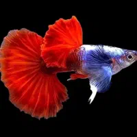 پرورش ماهی آکواریومی