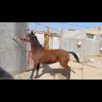 اسب مادیون کرد بیست دوماهه|اسب و تجهیزات اسبسواری|پیشوا, |دیوار