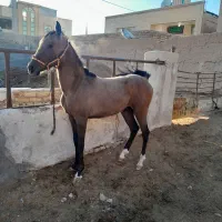 کره مادیان دره شوری