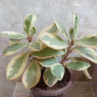 قاشقی وبرگ بیدی|گل و گیاه طبیعی|اراک, |دیوار