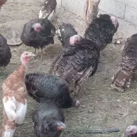بوغلمون هفت ماهه پر گوشت صحیح و سالم