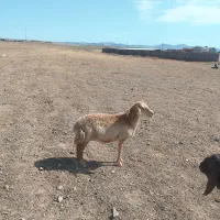 بز استاق چاق