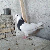 طوقی  کله  ساده  خال دم|پرنده|شیروان (خراسان), |دیوار