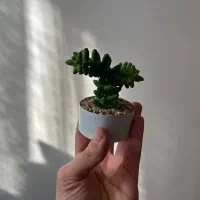 گیاه مصنوعی تزئینی