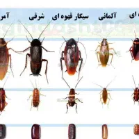 سم پاشی منطقه ۳|خدمات پیشه و مهارت|تهران, قلهک|دیوار