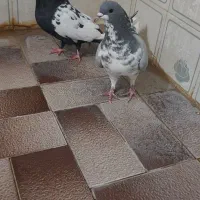 جفت سینه و طوقی|پرنده|شیراز, دشت چنار|دیوار