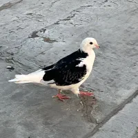 کفتر