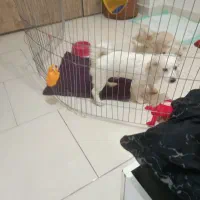 سگ خوشگل و توپر|سگ|تهران, اتابک|دیوار