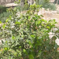 فروش-زمین-باغی