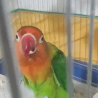 طوطی برزیلی