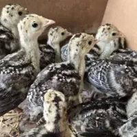 جوجه بوقلمون گلین