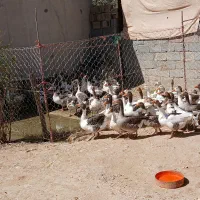 غازمحلی|حیوانات مزرعه|دشت ذهاب, |دیوار