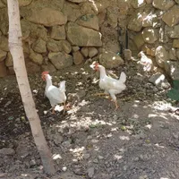 خروس|حیوانات مزرعه|محلات, |دیوار