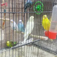 عروس هلندی طوطی برزیلی مرغ عشق فنچ مرغ میناکبوتر|پرنده|هشتگرد, |دیوار